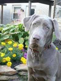 Libby in the backyard