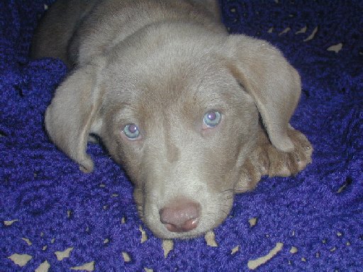 Silver Puppy