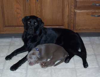 Young Buck sleeping on carpet with Bear