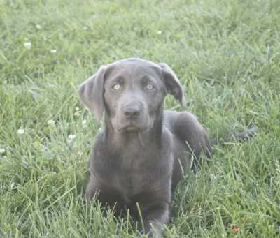 Young Penny in the grass