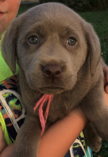 Silver Puppy