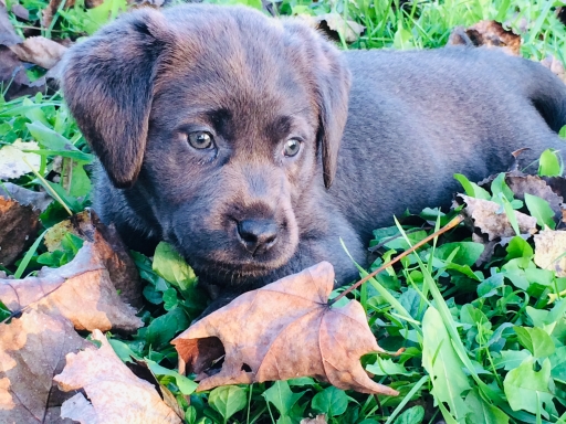 Silver Puppy